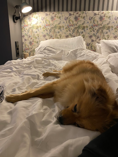 My last trip to Rotterdam with my dog was shocking